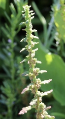 Dysphania ambrosioides