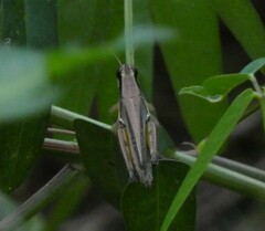 Paroxya atlantica
