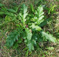 Magnoliopsida
