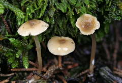 Agaricales