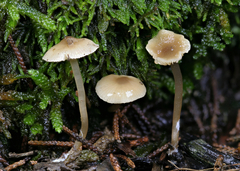 Agaricales