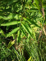 Sambucus ebulus