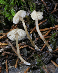Agaricales