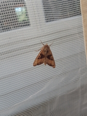 Phlogophora periculosa