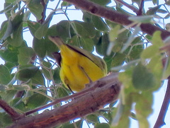 Zosterops anderssoni anderssoni