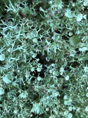 Cladonia amaurocraea