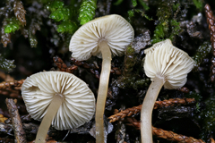 Agaricales