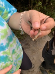 Thamnophis brachystoma