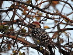 Dryobates scalaris