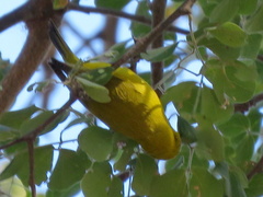 Zosterops anderssoni anderssoni