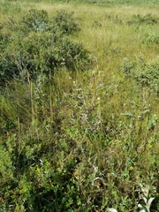 Potentilla pulcherrima
