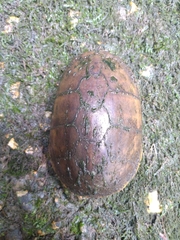 Sternotherus odoratus