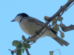 Dryoscopus cubla okavangensis