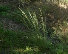 Eragrostis superba