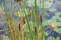 Typha angustifolia