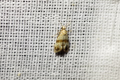 Phalonidia contractana