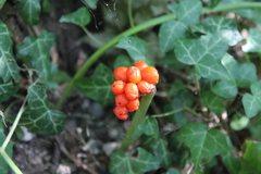Arum maculatum