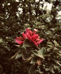 Bougainvillea
