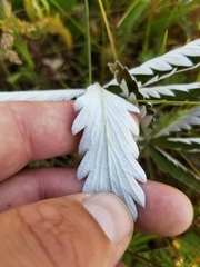 Potentilla pulcherrima
