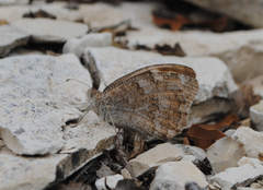 Pseudochazara thelephassa