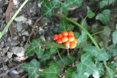 Arum maculatum