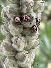 Cosmopepla lintneriana