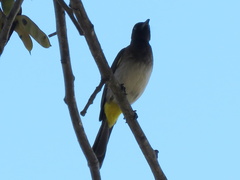 Pycnonotus barbatus tricolor