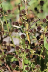 Echinodorus berteroi