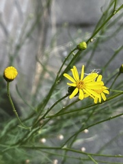 Senecio inaequidens