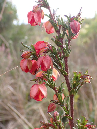 Image of Hermannia angularis by (c) Ren Hoekstra, some rights reserved (CC BY)