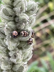 Cosmopepla lintneriana