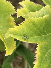 Condylostylus caudatus