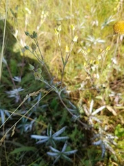 Potentilla pulcherrima