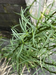 Senecio inaequidens