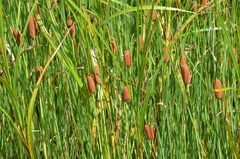 Typha laxmannii