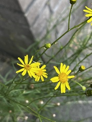 Senecio inaequidens