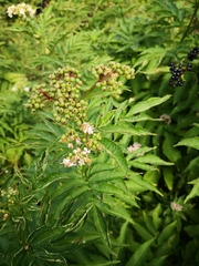 Sambucus ebulus