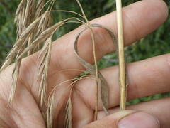 Bromus riparius
