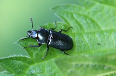 Platycerus caraboides