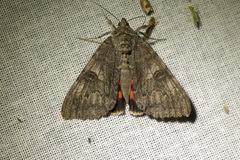 Catocala nupta