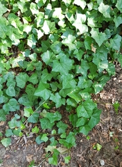 Hedera