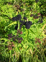 Sambucus ebulus