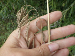 Bromus riparius