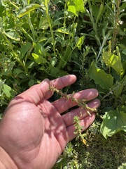 Dysphania ambrosioides