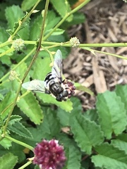 Eristalis dimidiata