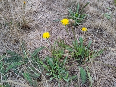 Crepis capillaris