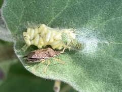 Asopinae
