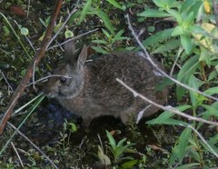 Sylvilagus palustris