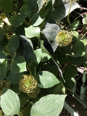 Clematis brachiata