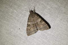 Catocala nupta